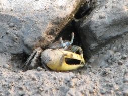 Big fiddler crab on the beach