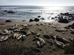 seals lie on the shore