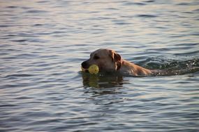 dog with a toy in his mouth is swimming