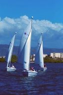 three white-pair yachts