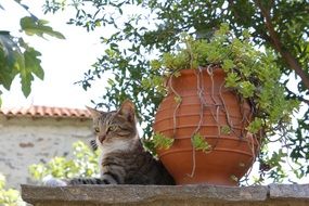 cute greece cat