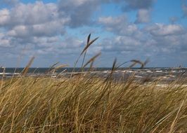 grass dunes beach in north sea dramatic view