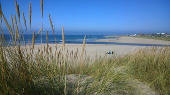 grass on the beach by the sea