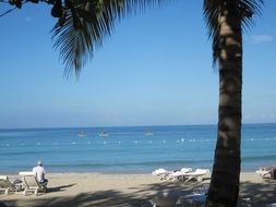 palm tree and ocean view