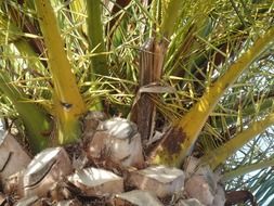 root exotic plant with green leaves