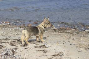 dog on the beach near the water