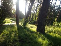 green grass among the trees in the forest