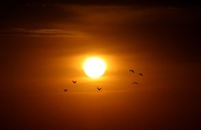 birds silhouettes at red sunset sky