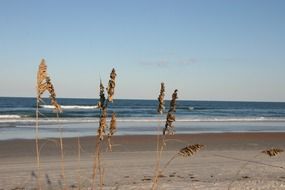 grass, sand and waves on a Florida beach