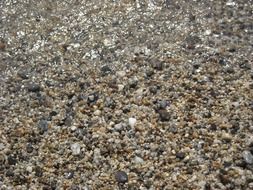 tiny sea pebble