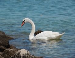 Swan on the water surface