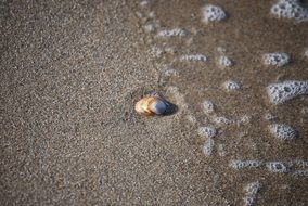 little brown shell on the shore