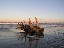 tree trunk on the sea beach
