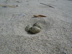 egg beach