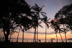 silhouettes of palm trees at sunset in Kota Kinabalu
