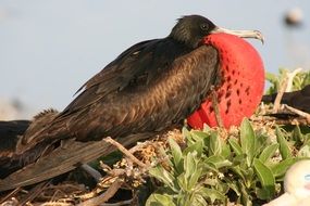brown great frigatebird in the wild