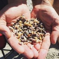 small colorful clams in male hands