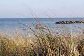 tall grass on the beach of the Baltic Sea