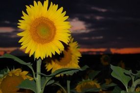 yellow sunflowers on the background of a stormy sky