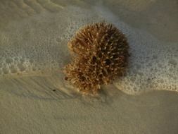 really beautiful sponge sea