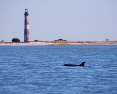 dolphin in the ocean against the background of the lighthouse
