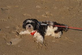 Cute white black dog on beach sand