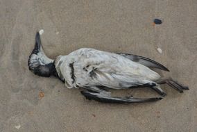 dead seagull