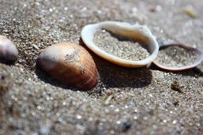 many shells among the sand close-up