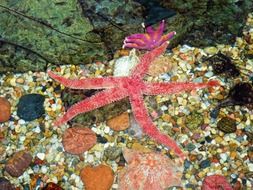 really beautiful starfish