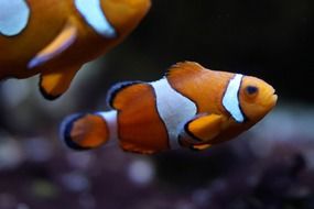 nemo clown fish
