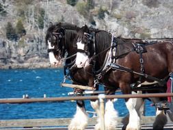 two brown horses ÑÑ harness on pier at water
