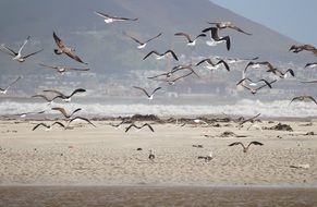 a flock of seagulls flying over the beach