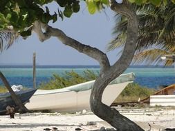 tree and fishing boats on a tropical beach