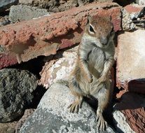 photo of a rodent on a pile of stones