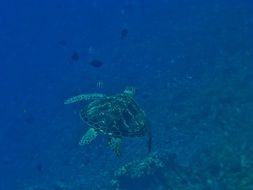 water turtle in the sea of Indonesia