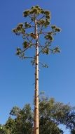 bewitching tree