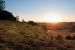 cows graze at sunset