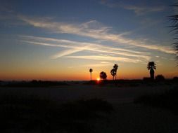 silhouettes of palm trees on the horizon during sunset