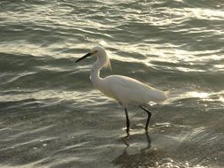 white bird walks on water