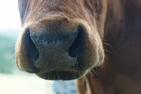 cow's nose is very close