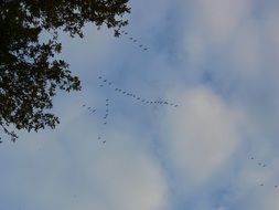 flock of birds