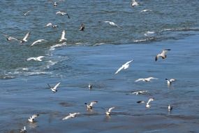 lot of seagulls over the ocean