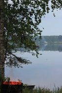 green tree on the shore