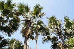 green palm trees under the blue sky