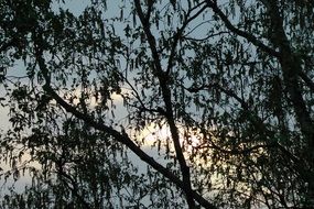 silhouettes of deciduous tree at dusk