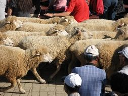 sheep show in taiwan