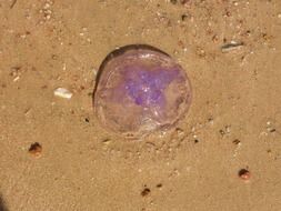 purple jellyfish in the sand