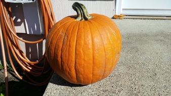 orange pumpkin on ground at wall