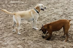 dogs play in a sand