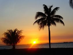 Palm trees on the beach and sunset